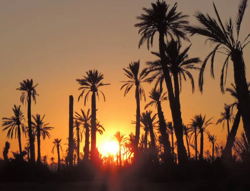 Immobilier Palmeraie Marrakech